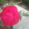 bondhu.telecom41