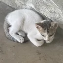 @cyc10n1c