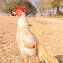 @naseer5250