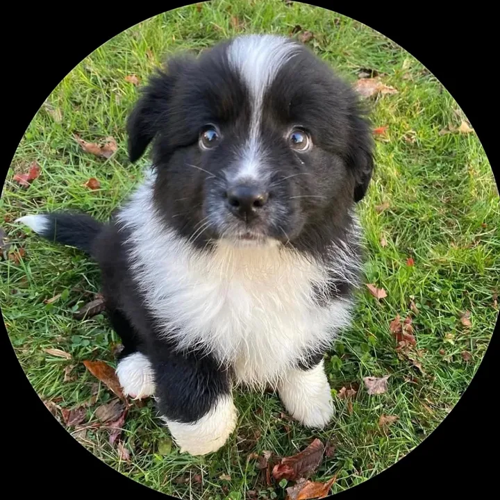 your.mighty.pups.spam