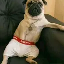 @slafit_