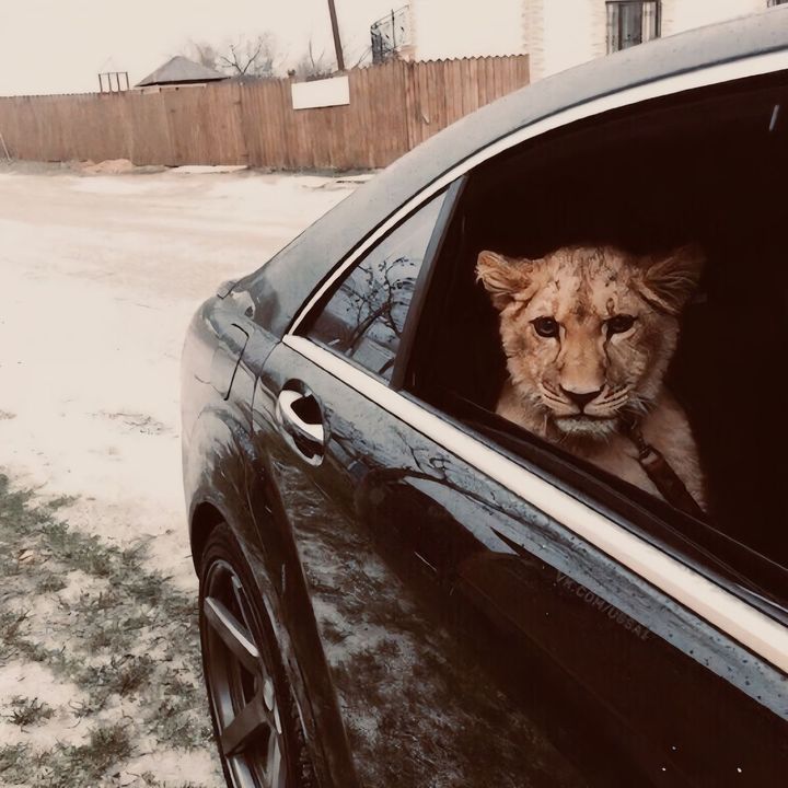 🐐 - original sound