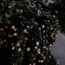 @gxlud_xs