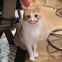 @vol.jp