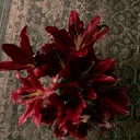 @iniliciaaa.34