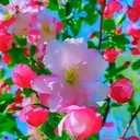 @sapana.bk154