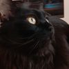 the_concept_of_a_cat