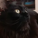@the_concept_of_a_cat