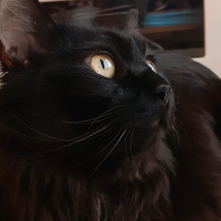 the_concept_of_a_cat