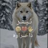 ayub_lak
