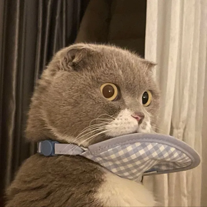 catbosssss