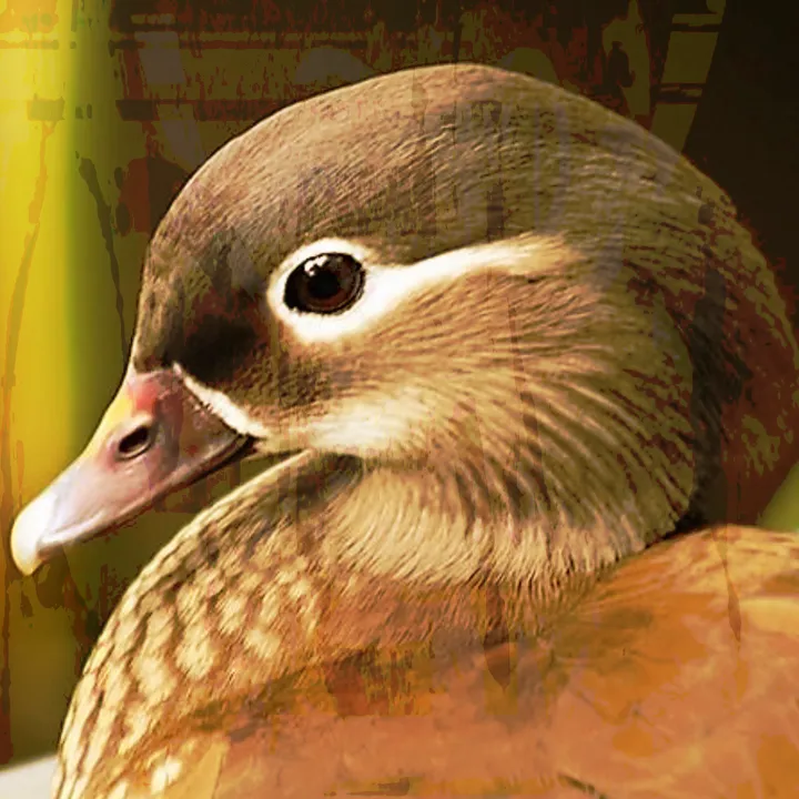 mandarin0duck
