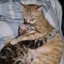 @bruno.cat.days