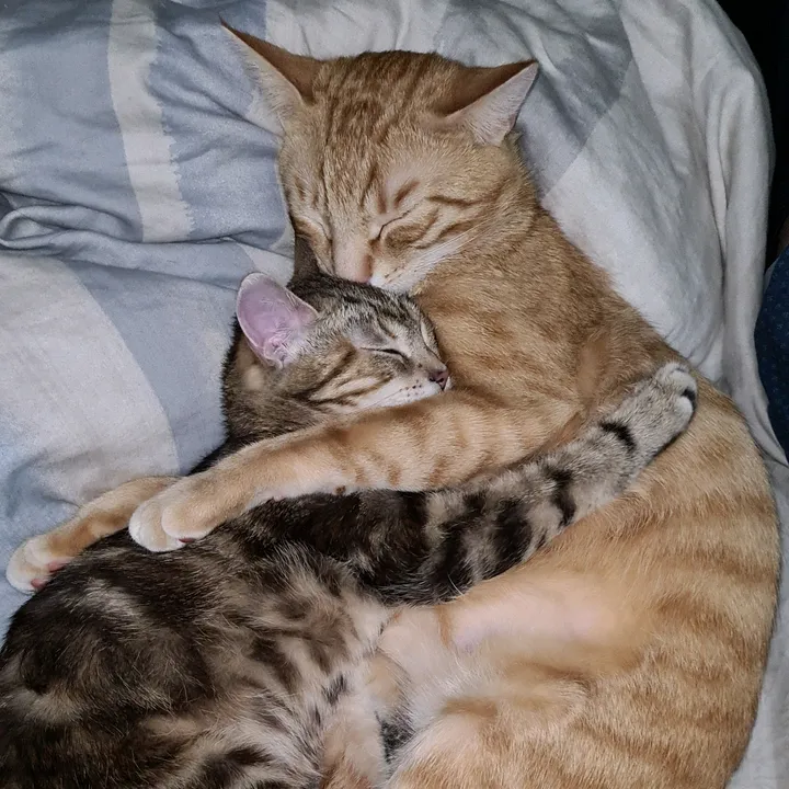 @bruno.cat.days