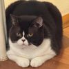fatcatbite