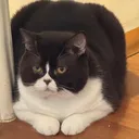 @fatcatbite