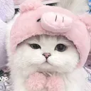 @officialzys01