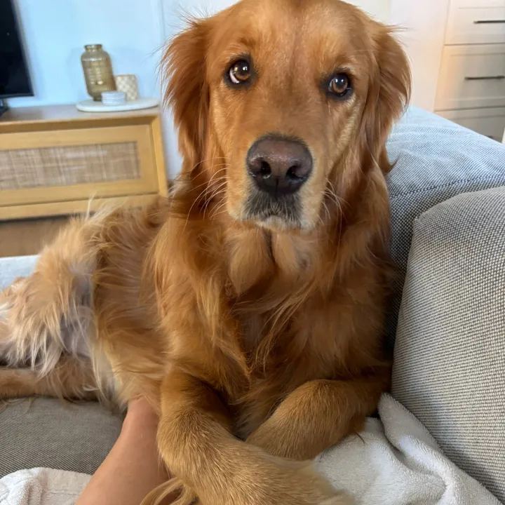 @delilah.thegoldengirl