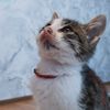 minish_meow