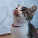 @minish_meow