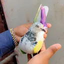 @kabotarbazzjutt786