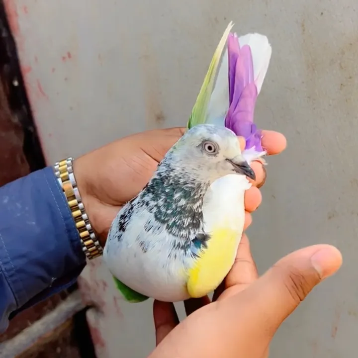 @kabotarbazzjutt786