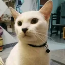 @khulet506