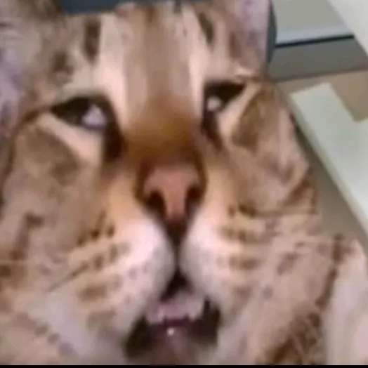 skrororkmamka