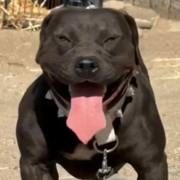 piceno.game.dogs