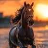 everest_cowboy