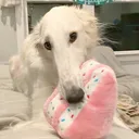 @cinnamonrasintoast