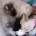 @shu79980