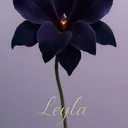 @leylaipek2147