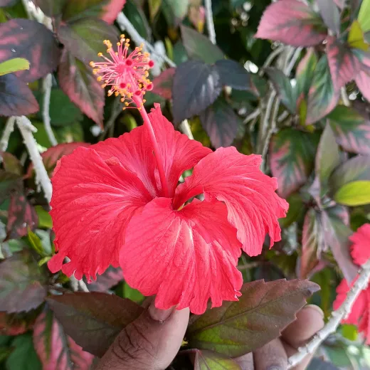 @maruthupandiyan3058531