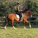 @strong_equestrian
