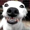 brasilhappy