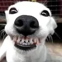 @brasilhappy