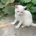 @heekuytad6701