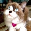 becausecats4