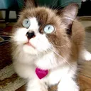 @becausecats4
