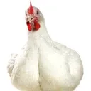 @javeedaawn