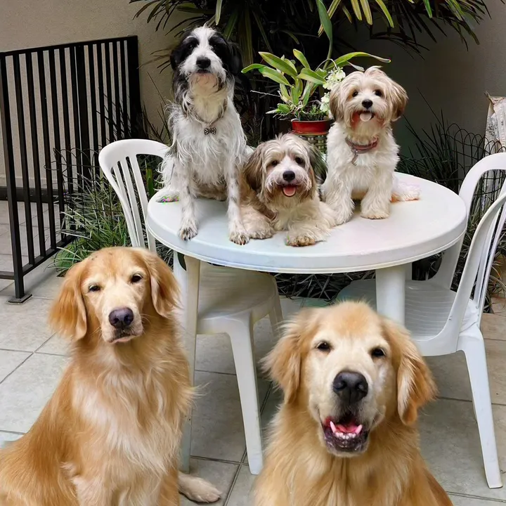 @buddygoldenfamily