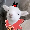 @l.s.h.1.1