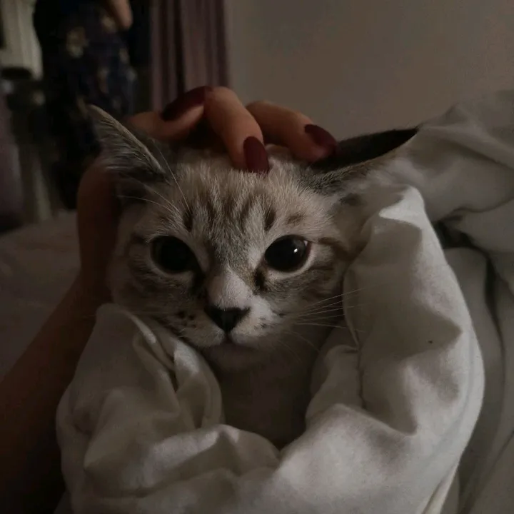 dwwshhik