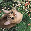 yours.bibu