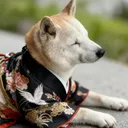 @shibanonawa_han_kun