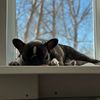 keks_frenchbulldog