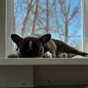 @keks_frenchbulldog