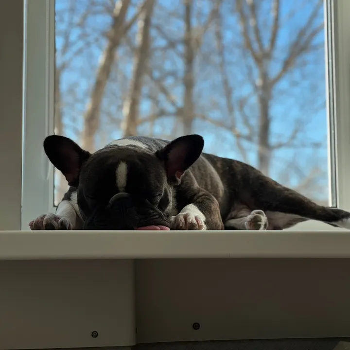 @keks_frenchbulldog