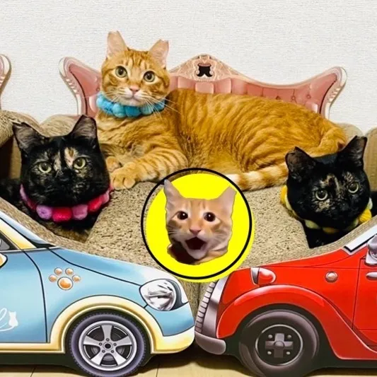 neko_hogo_3